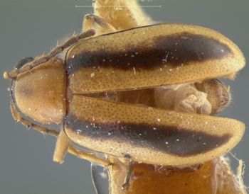 Media type: image; Entomology 18449   Aspect: habitus dorsal view